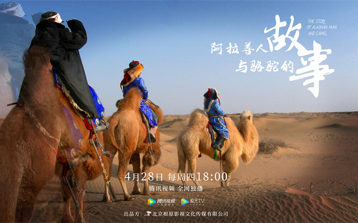 纪录片《阿拉善人与骆驼的故事》今日上线 回溯人与骆驼的千年守望